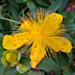 Hypericum calycinum